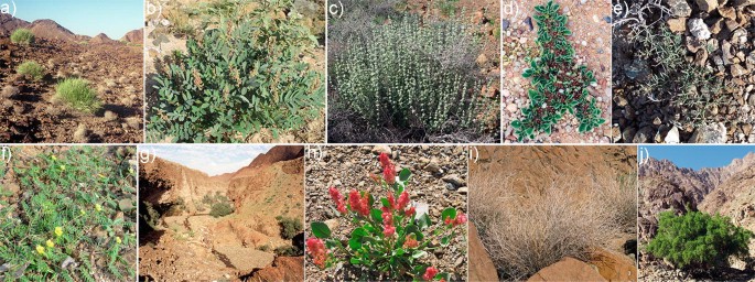 10 photographs. A to J exhibit close-ups of a variety of plant species in the Hajar mountains of the U A E.