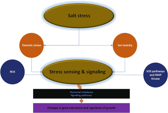 A flow sheet diagram of salt stress effect on plants. Salt stress creates osmotic stress and ion toxicity and triggers stress sensing and signaling. It involves R O S, S O S pathways and M A P kinase, hormonal imbalance signaling pathways, and results in gene expression changes and growth regulation.