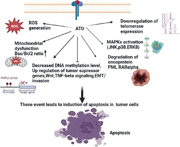 Arsenic Trioxide Induces Apoptosis of Human Monocytes during Macrophagic  Differentiation through Nuclear Factor-κB-Related Survival Pathway  Down-Regulation