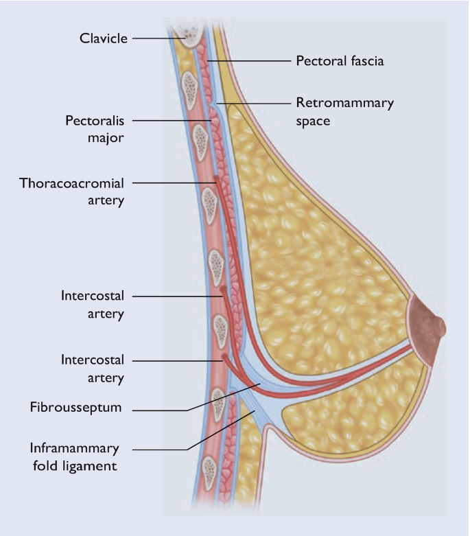 Development, Physiology and Surgical Anatomy of the Breast