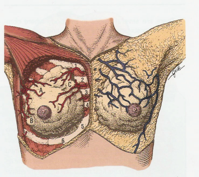 Breast Anatomy (1/5)  Situation, Extent & Structure of Breast