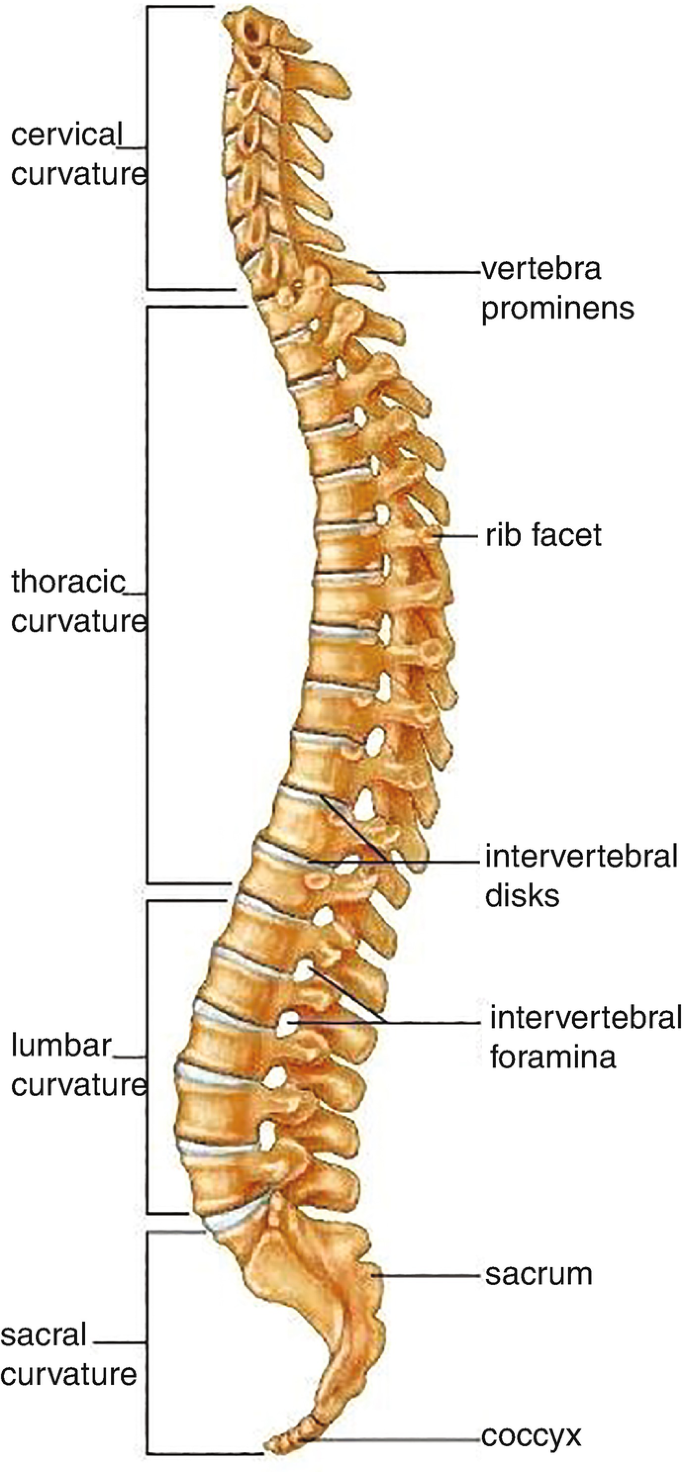 Anatomy and Function of the Lumbar Spine | SpringerLink
