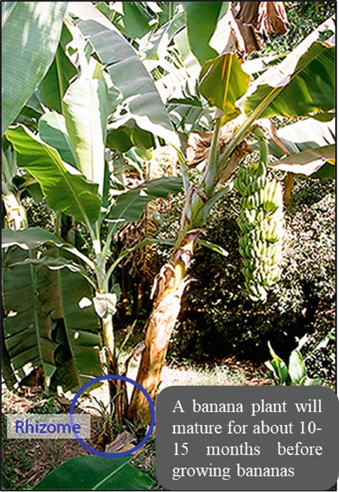 Premium Photo  One bunch of bananas on white background. a very useful and  nutritious tropical plant. copy space.