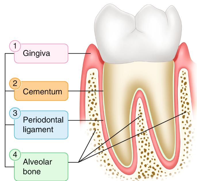 Overview of the Periodontium | SpringerLink