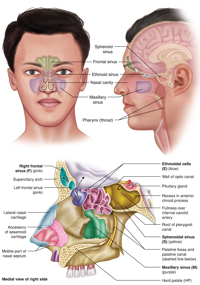 The Paranasal Sinuses - Structure - Function - TeachMeAnatomy