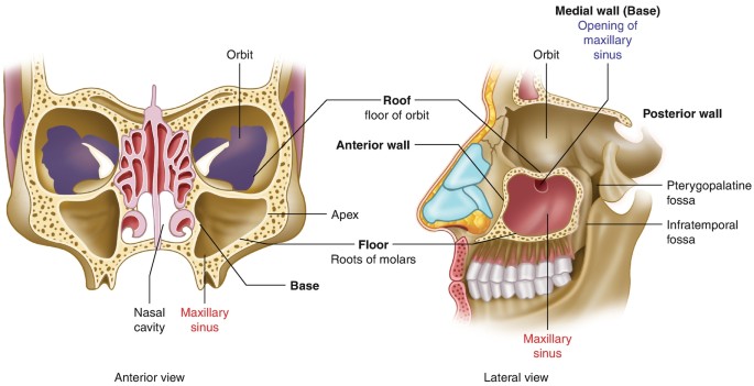 The Paranasal Sinuses - Structure - Function - TeachMeAnatomy