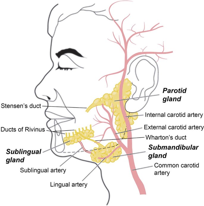 Salivary Glands | SpringerLink