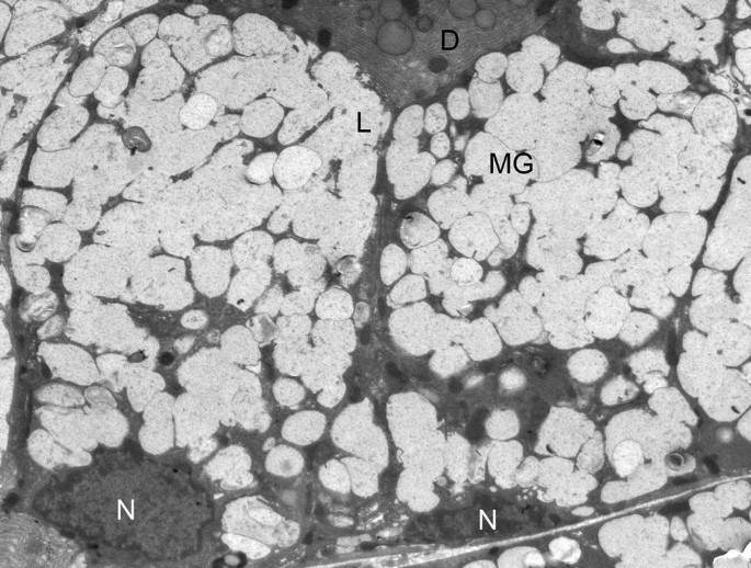 A histological scan of mucous cells. A cluster of bright irregular structures on the left and right labeled are L and M G, respectively. A dark spot on the bottom left and bottom right are labeled N. A dark spot with several spherical structures on the top is labeled D.