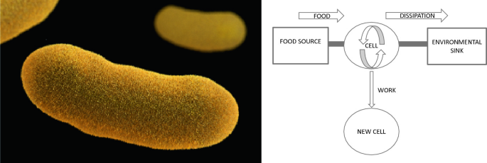 A cell and illustration of cell activity. Cell consumes food from a source and would perform some amount of work to transform into a new cell and the remaining energy is dissipated into the environmental sink.