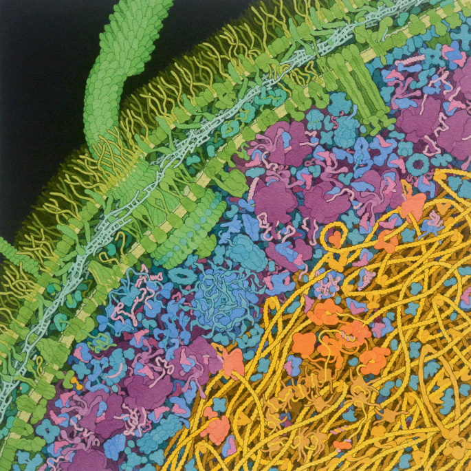 A photomicrograph of E. Coli bacteria. E. coli has a cell membrane with intrinsic and extrinsic proteins and cell contents along with a high amount of ribosomes. These ribosomes are crunched together with thread-like structures.
