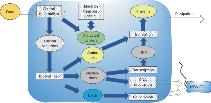 A flow diagram of a chemical system. The intake of food molecules by the cell initiates the metabolism leading to the biosynthesis of amino acids, nucleotides, and lipids. The carrier molecules activate the E T C. Lipids help in cell division which involves D N A replication, transcription of R N A, and translation to proteins which are dissipated.