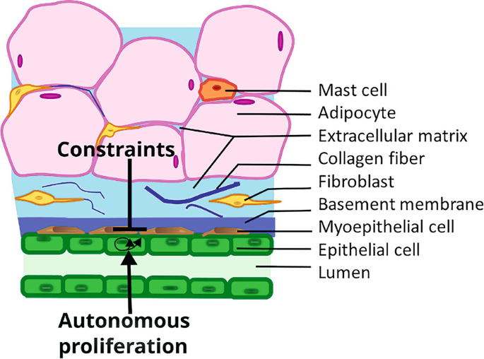 A diagram of mammary glands. The structure is as follows, mast cells, adipocyte, extracellular matrix, collagen fiber, fibroblast, basement membrane, myoepithelial cell, and lumen. The constrained and autonomous proliferation point to the epithelial cell.
