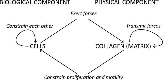 An illustration of the determination of the system. The biological component exerts forces on the cells, physical component exerts forces on the collagen matrix. The collagen matrix is connected to constrain proliferation and motility of cells. The cells constrain each other.