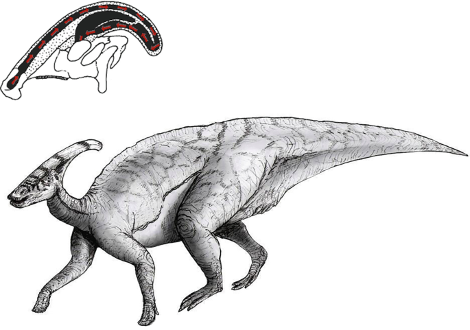 Two diagrams. The first diagram is of Parasaurolophus. The second diagram is of its hollow horn.