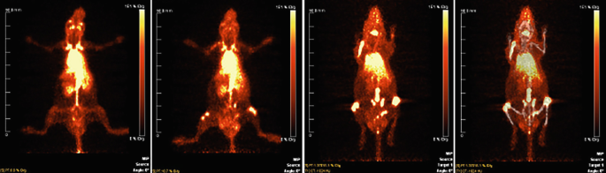 4 P E T images of mouse taken at different times. There is a gradual reduction in the bright white area from the left to the right in the anterior thorax region. The presence of white spots increases in the bones of the limbs from left to right.