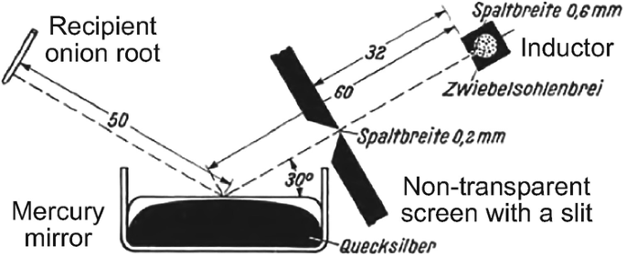 A diagram of an experimental setup used to represent the physical properties of mitogenetic radiation is marked and labeled as follows. Recipient onion root, mercury mirror, quicksilver, non-transparent screen with a slit, and inductor.