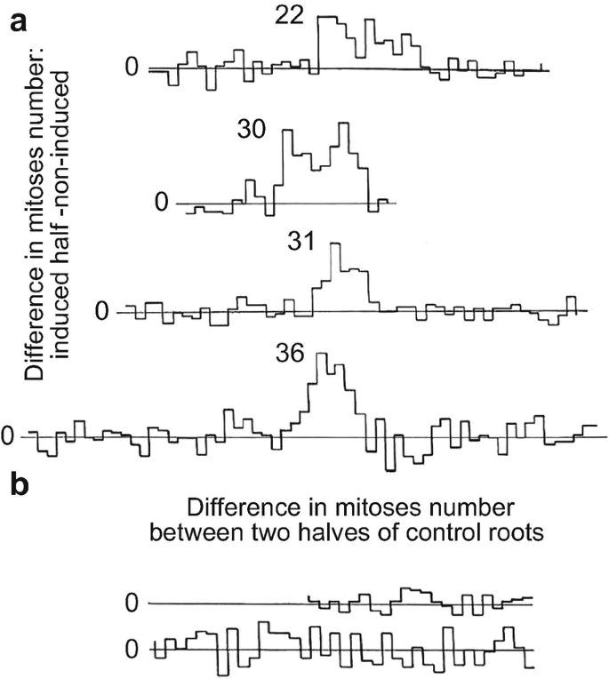 4 horizontal step graphs with oscillating lines titled a are labeled difference in mitoses number induced half-non-induced with the highest values 22, 30, 31, and 36. 2 horizontal step graphs with oscillating lines titled b are labeled differences in mitoses between 2 halves control roots.