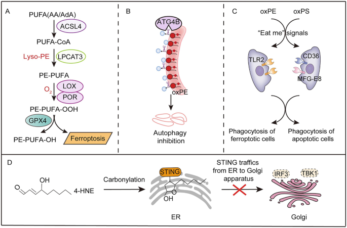 Phospholipid Peroxidation in Health and Disease