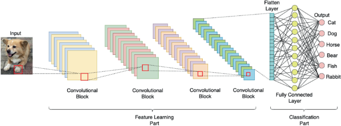 An architecture of a typical convolutional neural network. The input has a photograph of a dog, which is linked to four sets of convolutional blocks in the feature learning part. Further, it is linked to the flattening layer, the fully connected layer, and the output in the classification part.