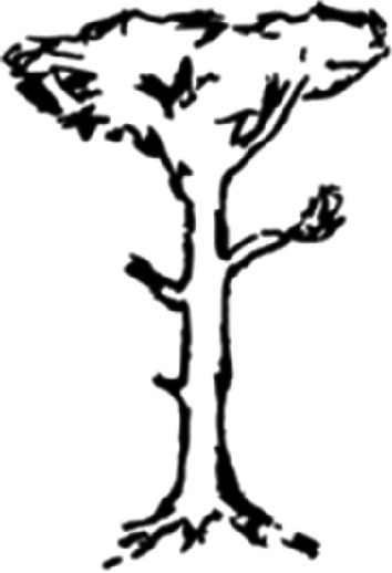 A sketch of a tree.