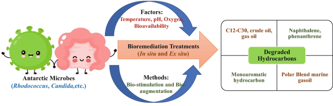 A schematic diagram exhibits the process of bioremediation via Antarctic microorganisms, resulting in the degraded hydrocarbons. The factors are temperature, p H, oxygen, and bioavailability. The methods are biostimulation and bioaugmentation.