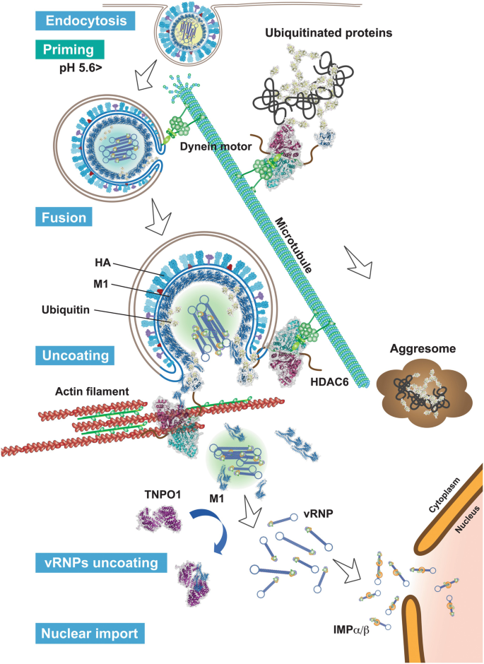 A schematic of the influenza A virus entry. The steps involved are endocytosis, priming, fusion, uncoating, v R N Ps uncoating, and nuclear import.