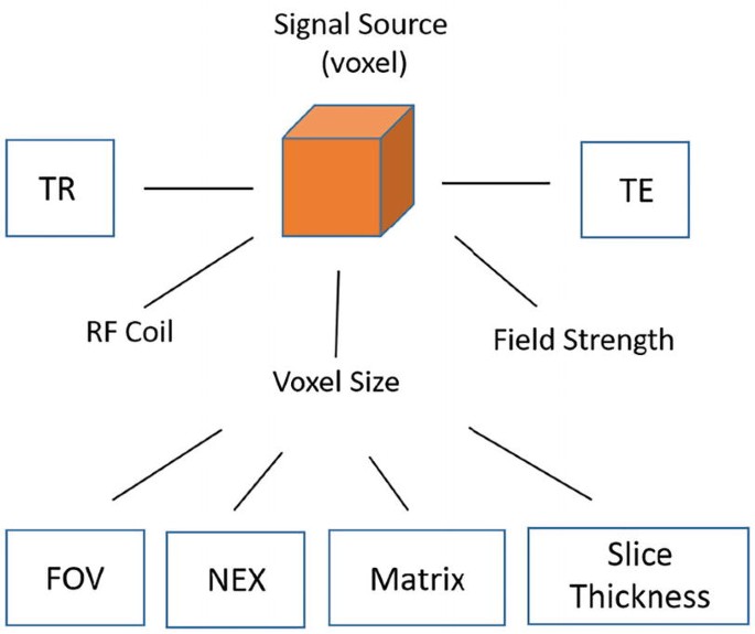 A schematic of protocol parameters directly affecting signal in M R I. T R, R F coil, voxel size, field strength, and T E link with signal source. Voxel size links with F O V, N E X, matrix, and slice thickness.