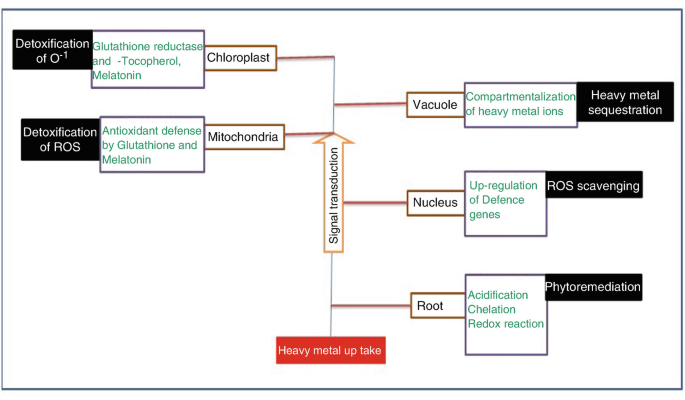 Potential, Mechanism and Molecular Insight of Melatonin in  Phyto-Remediation | Springer Nature Link