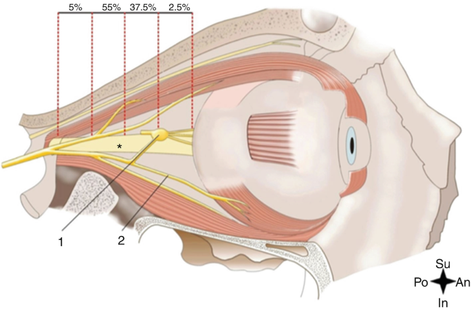 A diagram of an eye presents the location of the ciliary ganglion. It labels 5%, 55%, 37.5%, and 2.5% from inside out on the medial rectus.