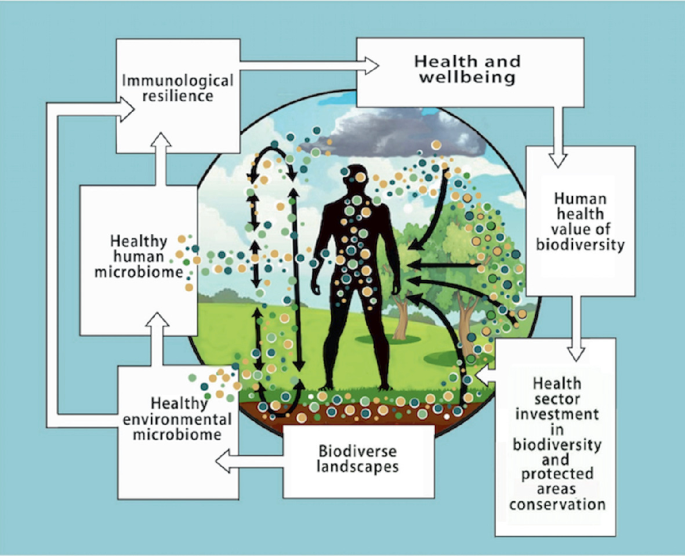 An illustration of the influences and impacts of the microbiome process has 7 elements in a cyclical relationship. They include health human health value of biodiversity, biodiverse landscapes, healthy environmental and human microbiome, and immunological resilience, in clockwise order.