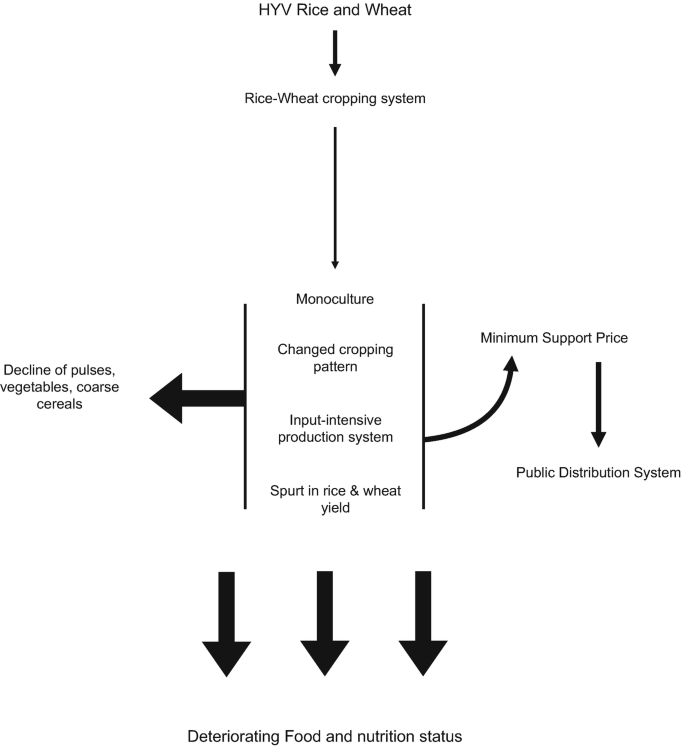 A flowchart has the following flow. H Y V rice and wheat, rice-wheat cropping system, and 4 related production activities. The production activities lead to the decline of pulses, vegetables, coarse cereals, M S P leading to P D S, and deteriorating food and nutrition status.