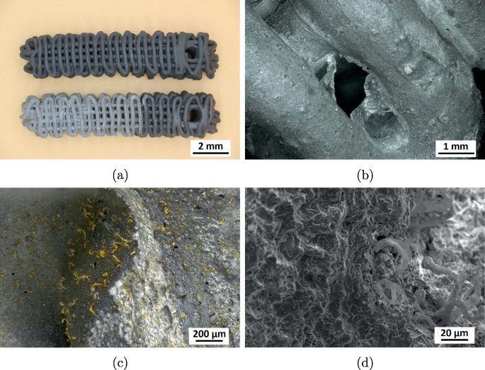 4 photos. a. Prismatic gel-cast filters before and after immersion in 2 millimeters molten steel. b. Translucent shard-like structures at 1 millimeter. c. Vermicular formations on the filter surface at 200 micrometers. d. S E M micrograph of the resulting surface topology at 20 micrometer.