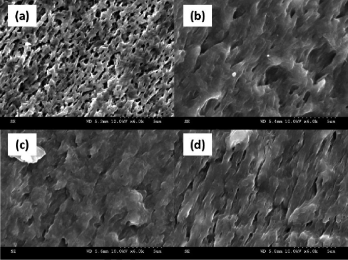 4 microscopic images of the unmodified S E M. A represents P E - S E B S - M A forward slash 1. B represents P E - S E B S - M A forward slash 5. C represents P E - S E B S - M A forward slash 10. D represents the composites.