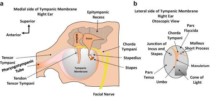 staped/o, stapedi/o - Master Medical Terms