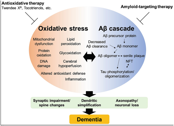 A diagram of the development of oxidative stress in A D. Some of the causes are mitochondrial dysfunction, protein oxidation, D N A damage that leading to synaptic impairment, dendritic simplification, and neural loss, resulting in dementia. It is prevented by antioxidative and amyloid therapies.