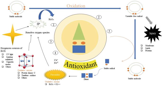 An illustration exhibits the action mechanism of the antioxidants. It includes radical and scavenging mechanisms, donation of H superscript 0, inhibition of oxidant enzymes, chelation of metal, and repair of damaged cell components.