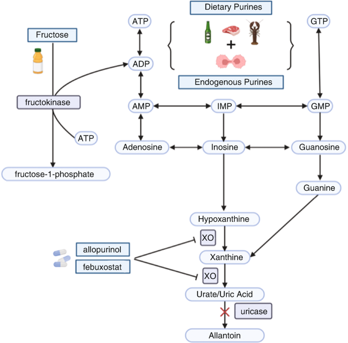 A pathway of purine catabolism. Dietary purine is converted into inosine and guanosine, which further converts into xanthine through enzymatic reactions. Xanthine is then oxidized to form uric acid, which is not further converted to allantoin in humans due to the absence of uricase.