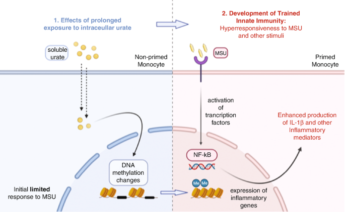 A schematic of the soluble urate-induced trained innate immunity. It involves the effects of prolonged exposure to intracellular urate and the development of trained innate immunity. D N A methylation changes influence the expression of inflammatory genes, enhancing the production of I L-1 beta.