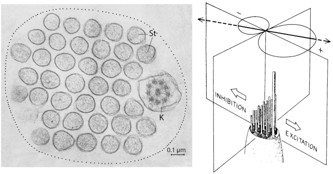 A cross-section T E M image and a polar coordinate sketch. In the former, there are multiple, round-shaped stereocilia along with one kinocilium. In the latter, on either side of the nerve fibers, arrows label inhibition and excitation below the negative and positive charge, respectively.