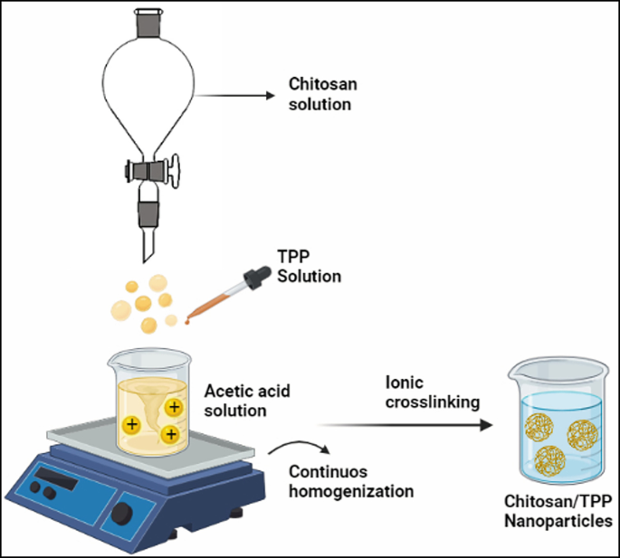 A diagram of the production of chitosan nanoparticles by ionotropic gelation method. The chitosan solution and T P P solution are added to acetic acid solution that undergoes continuous homogenization. Spherical chitosan or T P P nanoparticles are obtained after ionic crosslinking.