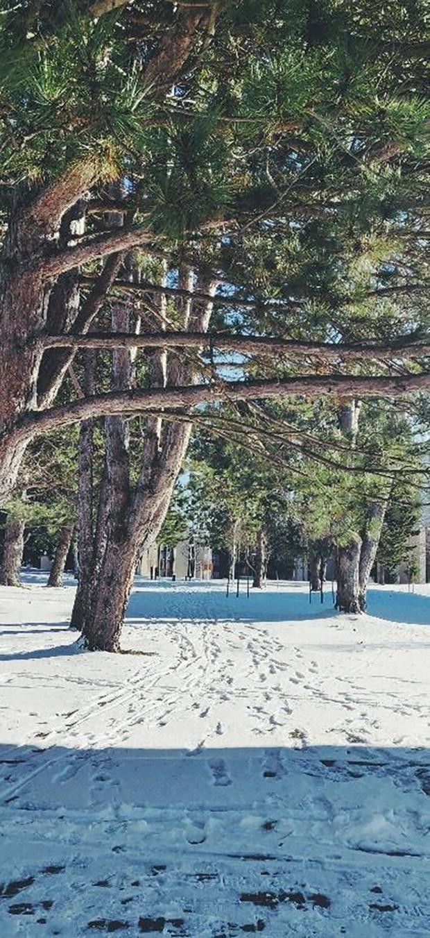 A photograph of a group of trees on snowy ground. There are footprints and tire tracks on the ground.