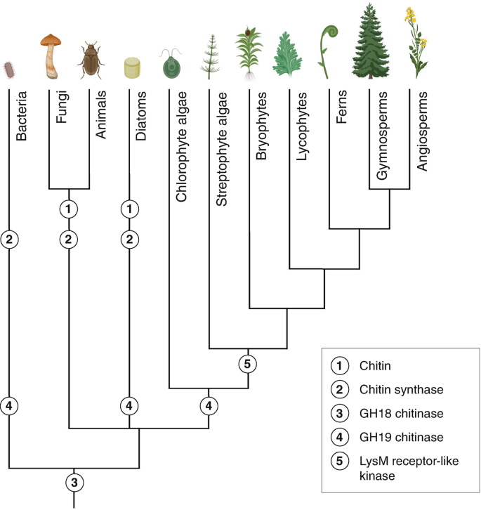 When Plants and Animals First Met Fungi: Insights from the Evolution of  Host Immune Systems | Springer Nature Link