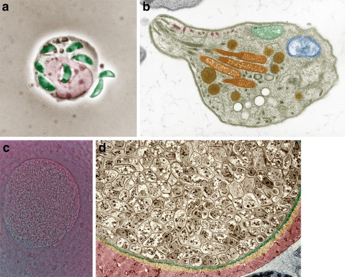 Parasitic - Protozoa (PRO) – Ergopathics