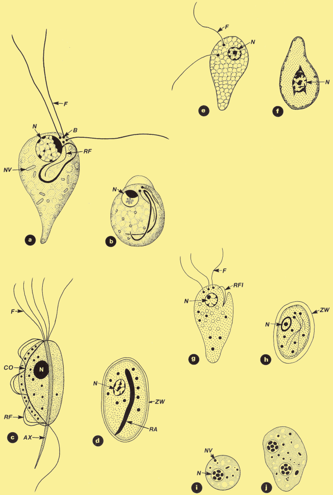 Parasitic - Protozoa (PRO) – Ergopathics