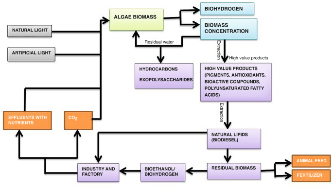 A flowchart exhibits an outline of the biorefinery process. The algae biomass is treated with effluents and C O 2 in the presence of natural and artificial lights, resulting in biohydrogen and biomass concentration. The products are extracted with natural lipids, forming animal feed and fertilizer.