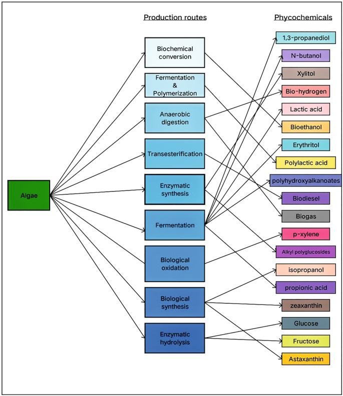 A chart presents the production routes of algae for the production of phycochemicals. The production routes are biochemical conversion, fermentation and polymerization, anerobic digestion, transesterification, enzymatic synthesis, fermentation, biological oxidation and synthesis, and hydrolysis.