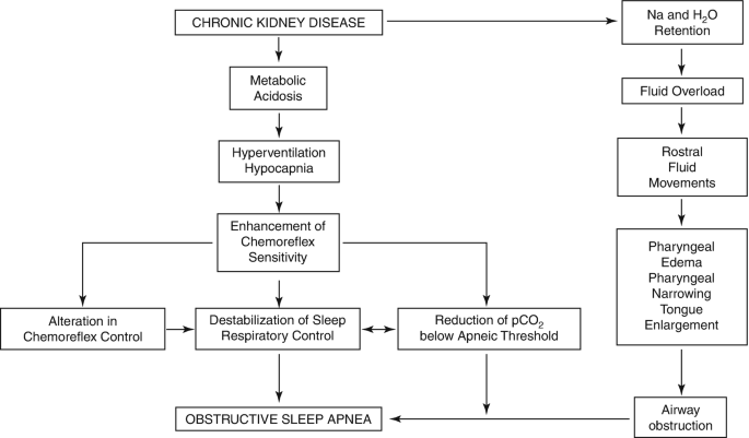 A flow model depicts obstructive sleep apnea from chronic kidney disease, which depends on N a and H 2 O retention. The enhancement of chemoreflex sensitivity is based on the alteration in chemoreflex control, Destabilization of Sleep Respiratory Control, and Reduction of p C O 2.