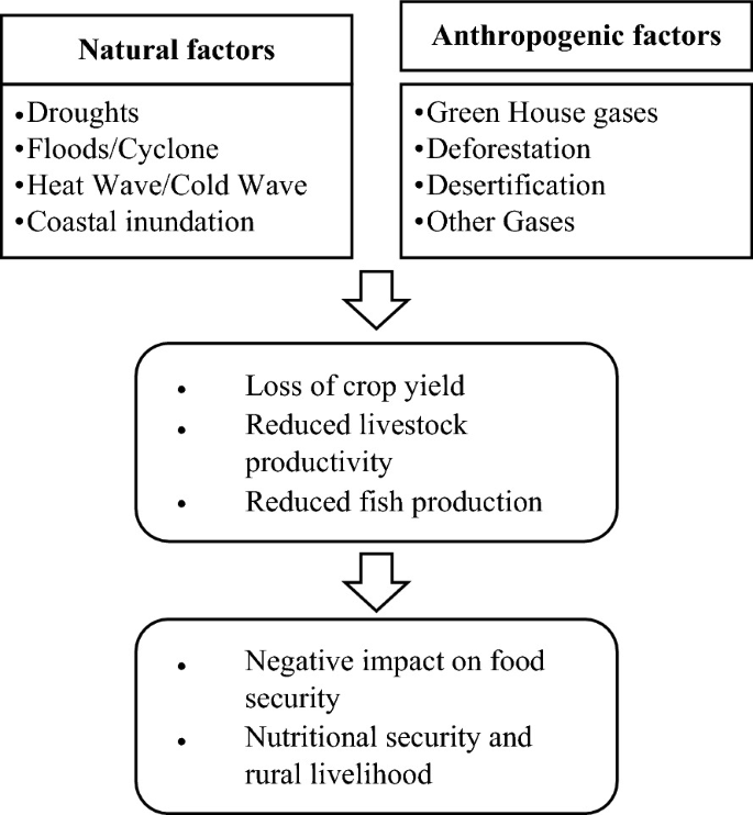 A 3-tier flowchart. Natural factors and anthropogenic factors together lead to loss of crop yield, reduced livestock, and reduced fish production, which, in turn, lead to negative impact on food security and nutritional security and rural livelihood.