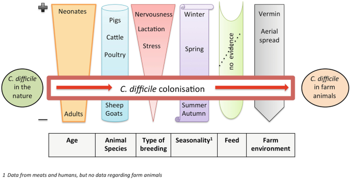 A chart of colonization of C. difficile from nature to farm animals, while considering factors of age, animal species, type of breeding, seasonality, feed, and farm environment.