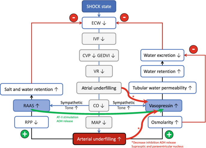 A schematic of the regulation of A D H secretion. At top is a box labeled shock state. The flow of feedback is as follows. A decrease in E C W, I V F, C V P, G E D V I, and V R. Arterial underfilling leads to increased vasopressin secretion. When C O decreases, R A A S and vasopressin are secreted.